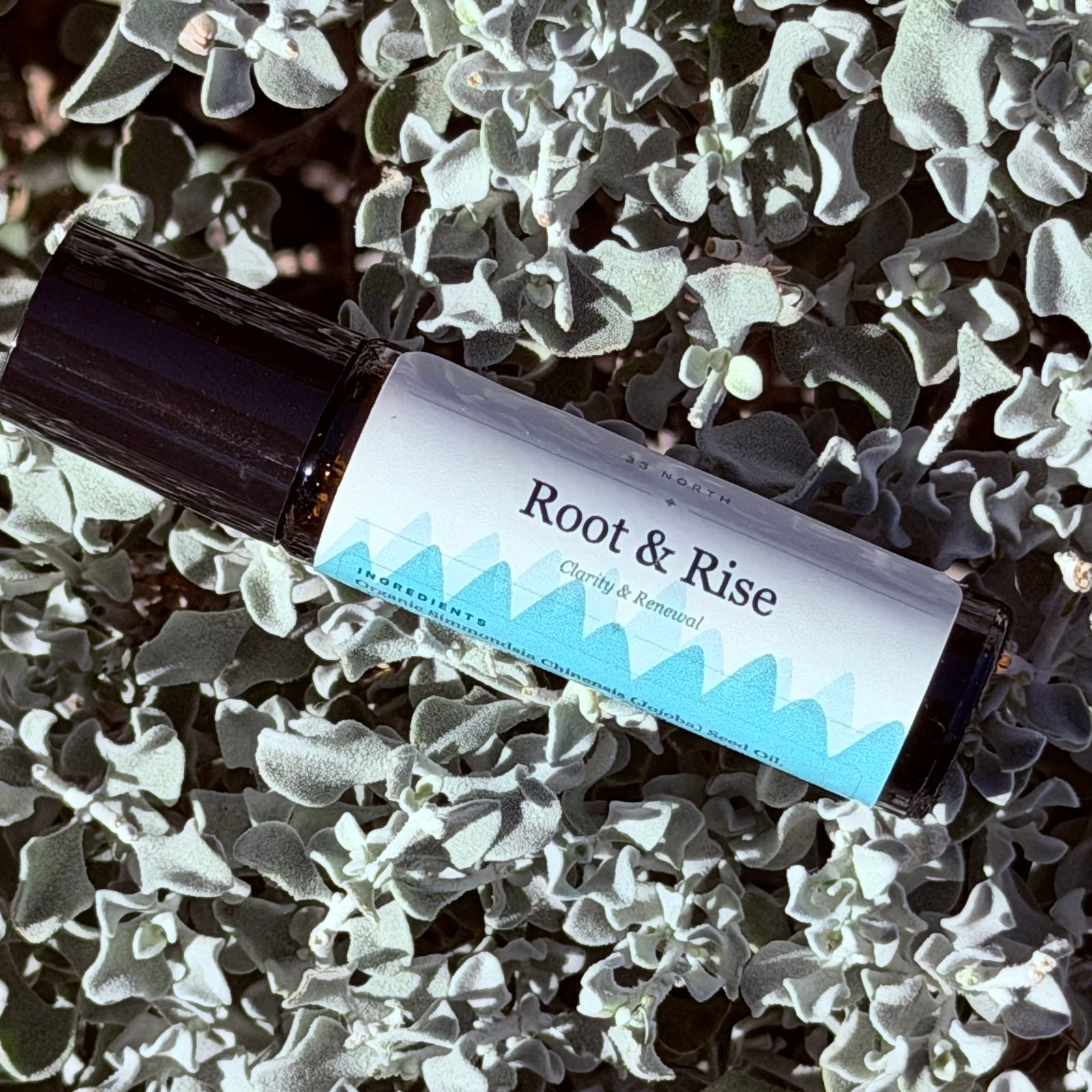 Root & Rise