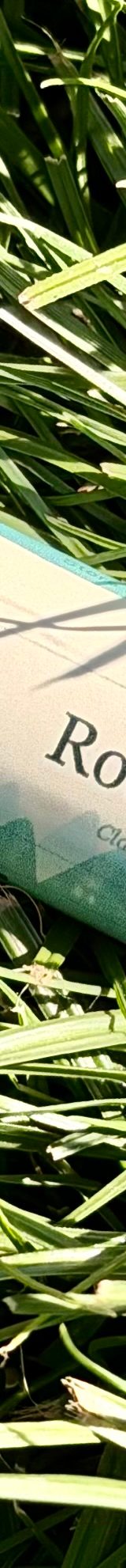 Root & Rise